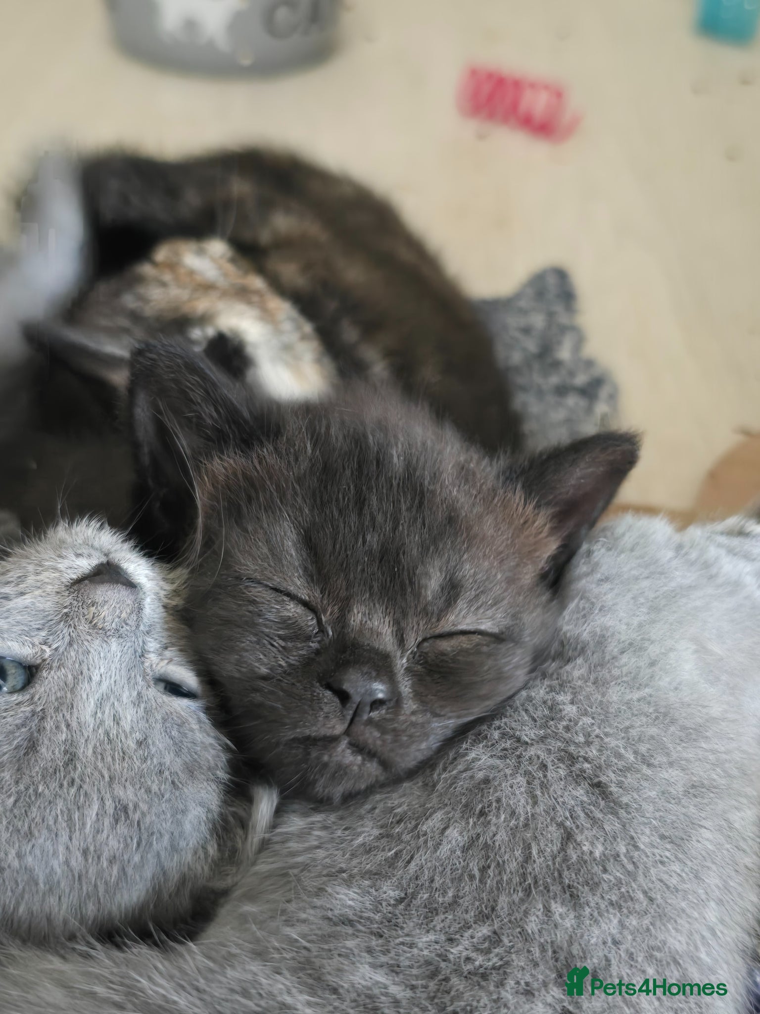 Mixed Breed cats for sale: 2x gorgeous boy kittens - Advert 2