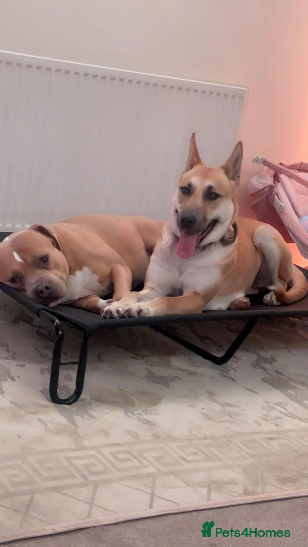 Mixed Breed dogs for sale: A new forever home - Advert 2