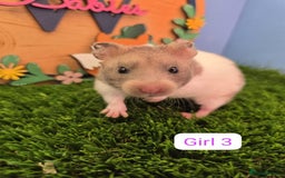 Hamster rodents for sale: Syrian Hamster Babies Males Females Pedigree  - Advert 5