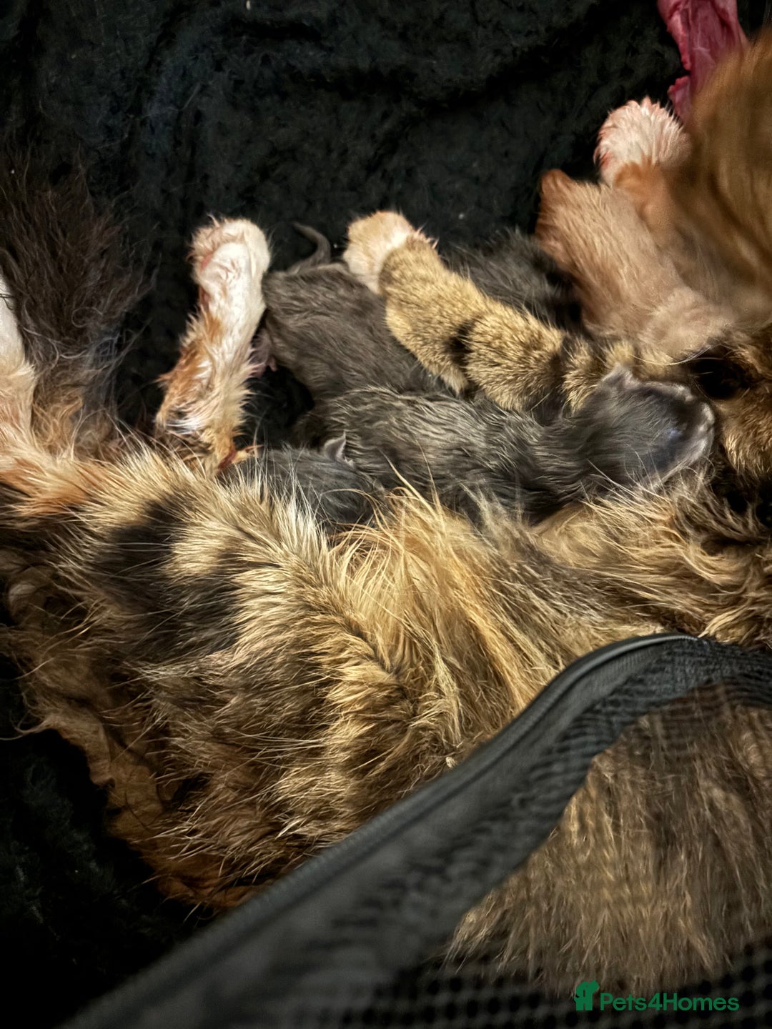 Mixed Breed cats for sale: Maine coon/Scottish fold cross - Advert 3