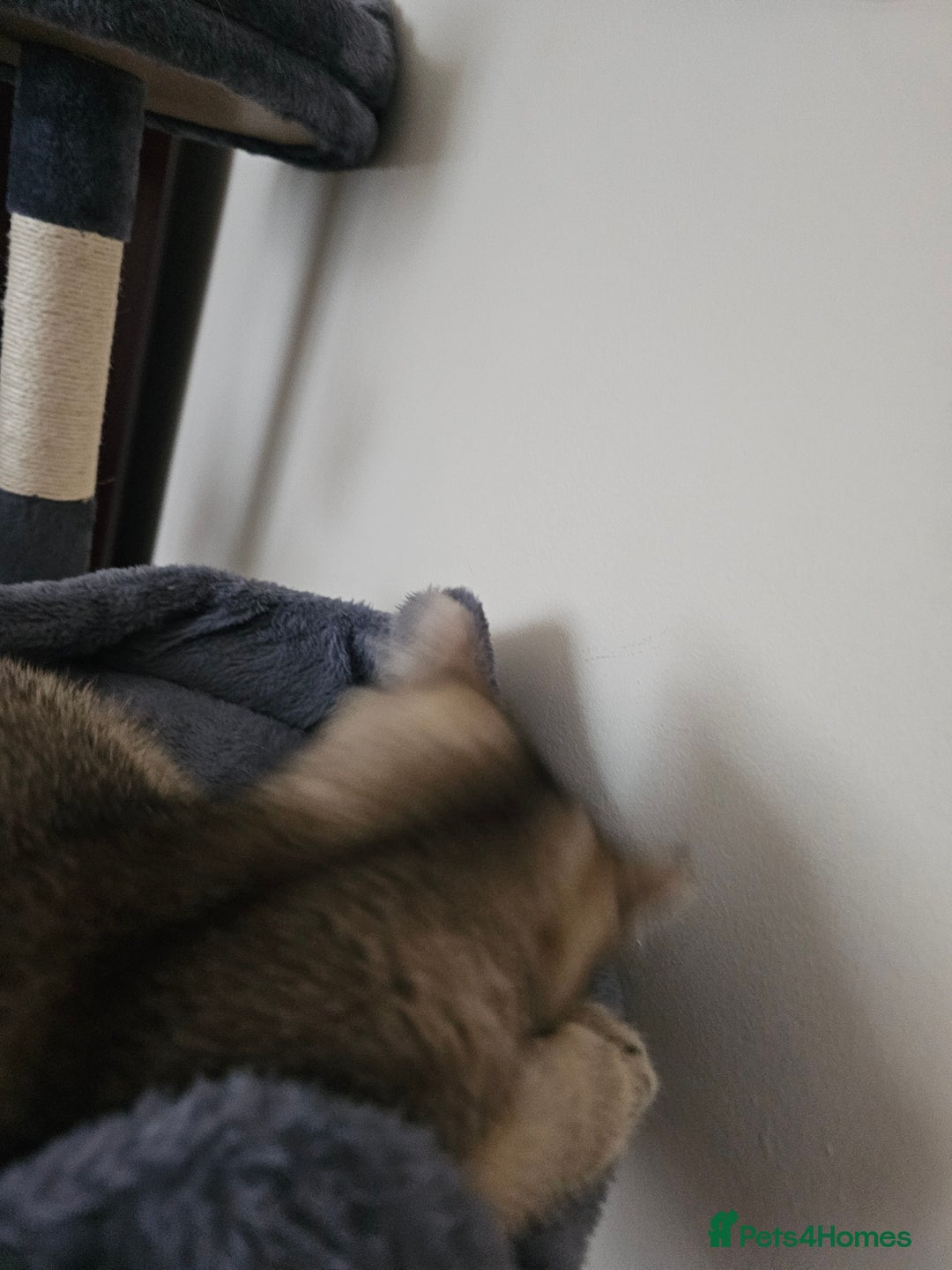 British Shorthair cats for sale: Browney - Advert 6