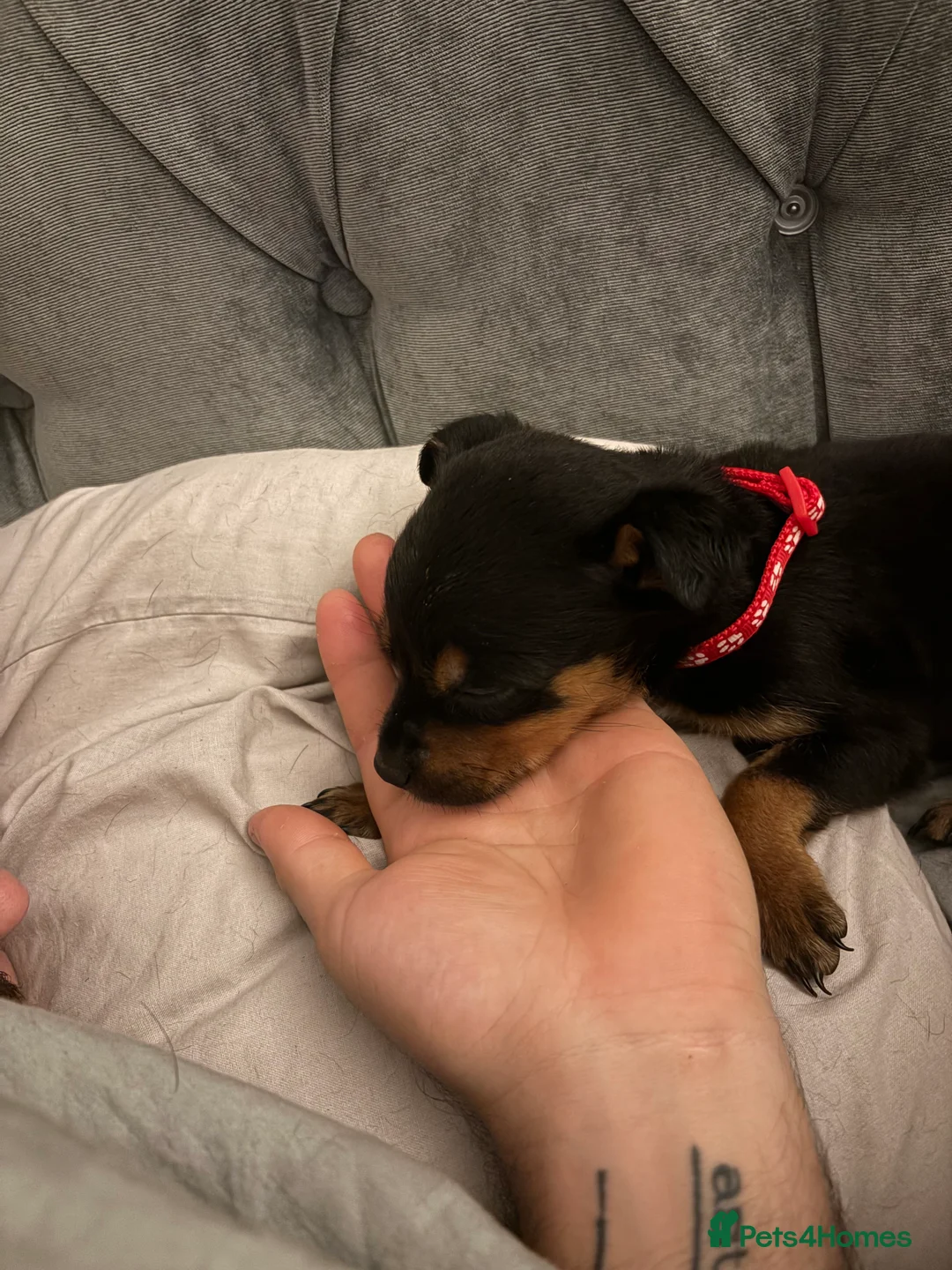 Rottweiler dogs for sale: Rottweiler puppies, only 2 girls left! Ready now  - Advert 30