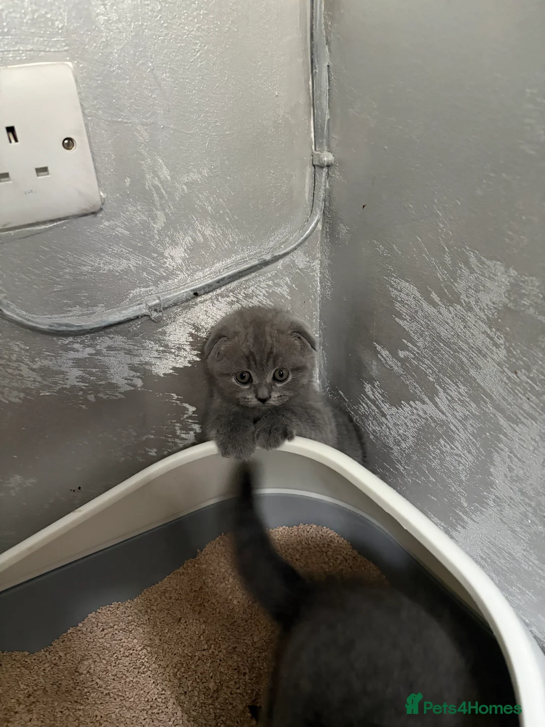 Scottish Fold cats for sale: 🐾 Adorable Scottish Straight– Last Boy ! 🩶 - Advert 2