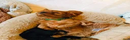 Cavalier King Charles Spaniel dogs for sale: Beautiful Cavalier King Charles Spaniel Puppies in Coventry - Advert 15