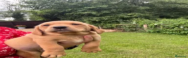 Springador 2