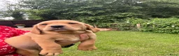 Springador dogs for sale: Springadore puppies for sale  in Thetford - Advert 9