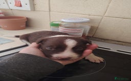 Welsh Collie dogs for sale: Tri colour Welsh collies  - Image 17