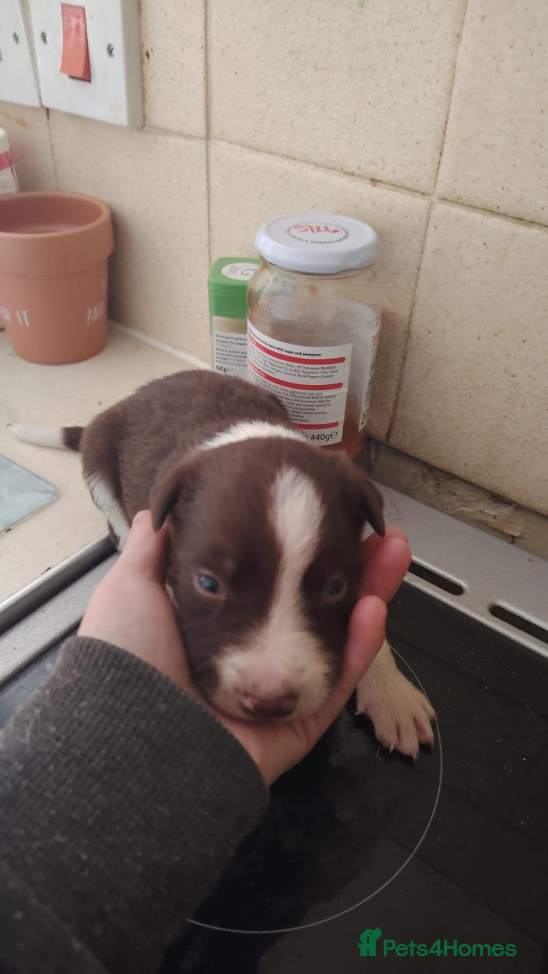 Welsh Collie dogs for sale: Tri colour Welsh collies  - Image 17