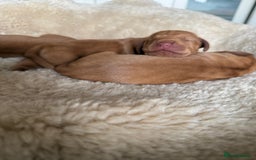 Hungarian Vizsla dogs for sale:  Adorable Vizsla Puppies for Sale🐶😍❤️ - Image 5