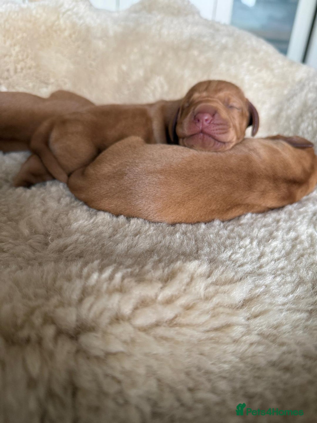 Hungarian Vizsla dogs for sale:  Adorable Vizsla Puppies for Sale🐶😍❤️ - Image 5