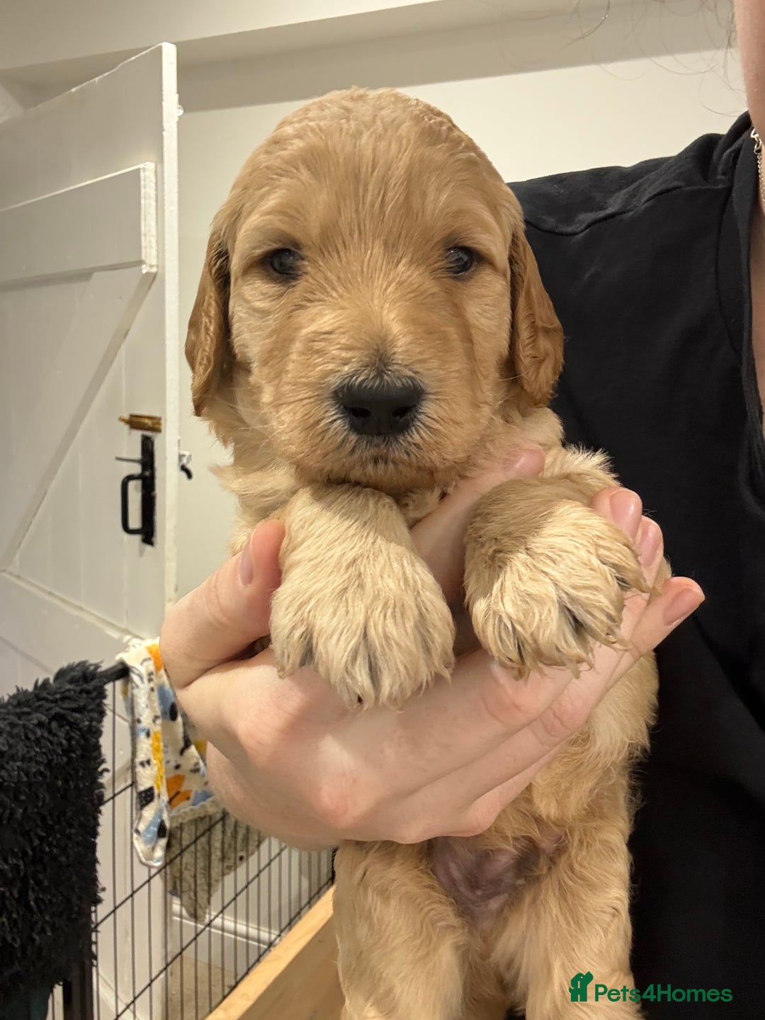 Irish Doodle dogs for sale: 6 beautiful F1b Irish Doodle puppies ❤️🐶 - Image 18