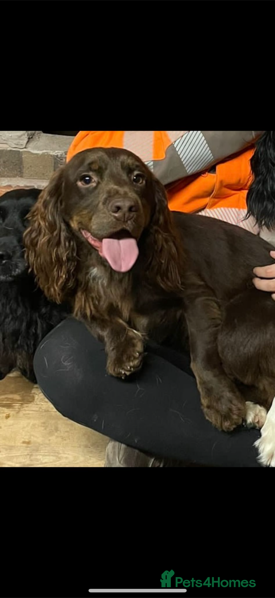 Cocker Spaniel dogs Fully Health tested Choc and tan working cocker. - Advert 1