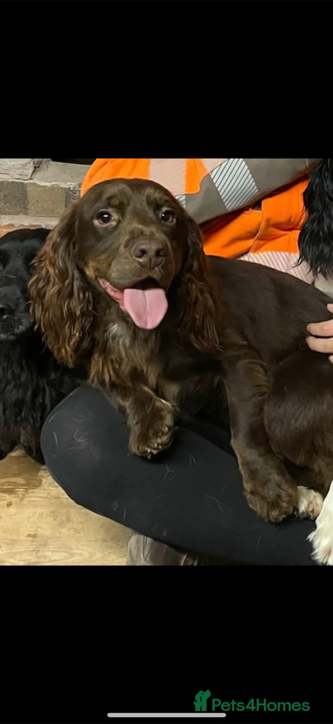 Cocker Spaniel dogs for stud: Fully Health tested Choc and tan working cocker. - Advert 1