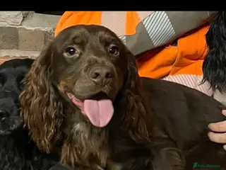 Cocker Spaniel dogs Fully Health tested Choc and tan working cocker. - Advert 1