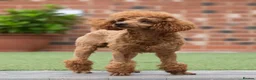 Maltese dogs for stud: Donnajays 5* PROVEN, HEALTH TESTED & PROFESSIONAL - Advert 4
