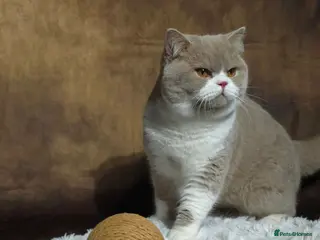 British Shorthair cats Fawn bi STUD ( Limited queens) - Advert 1