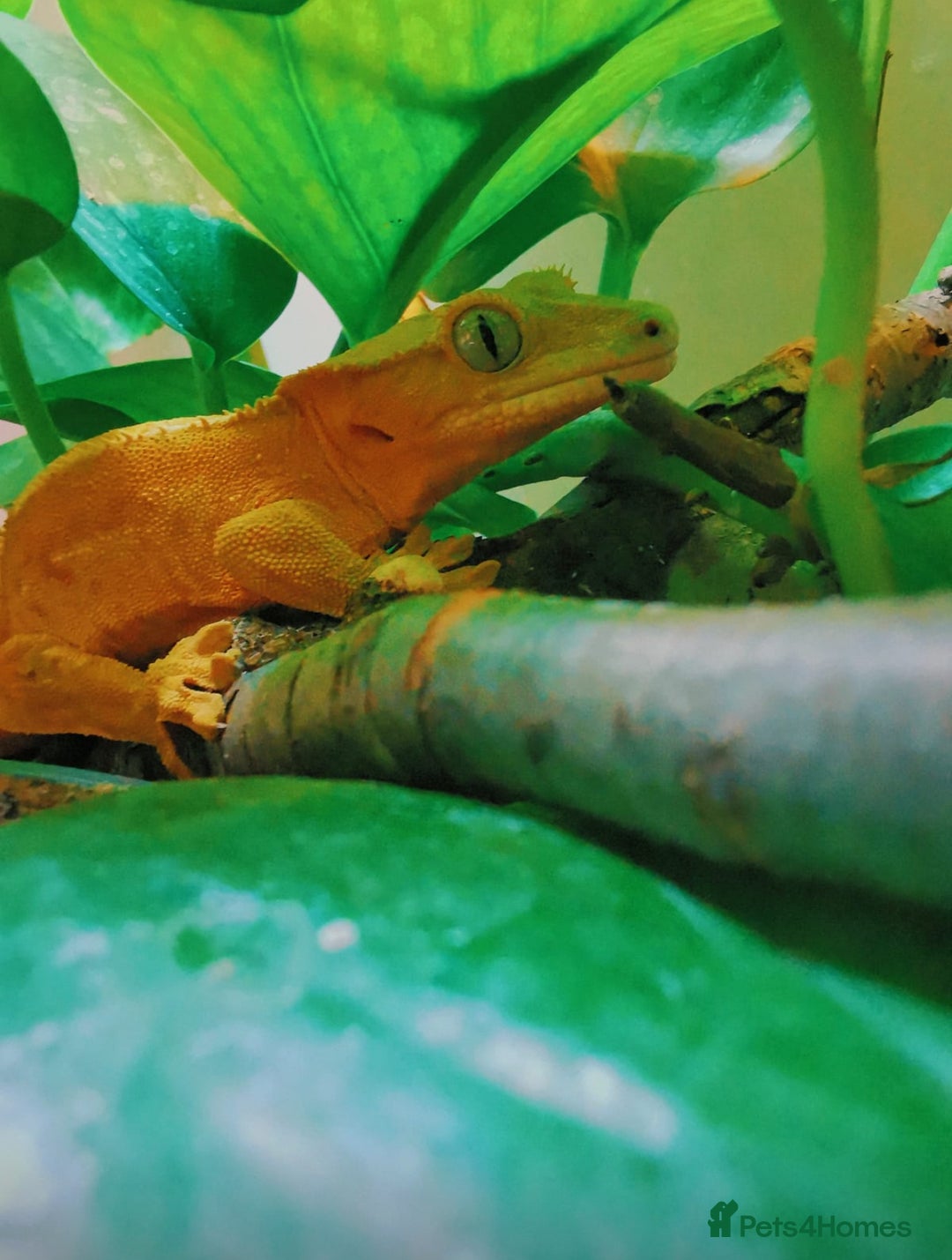 Gecko reptiles for sale: Super friendly crested gecko & vivarium - Image 2