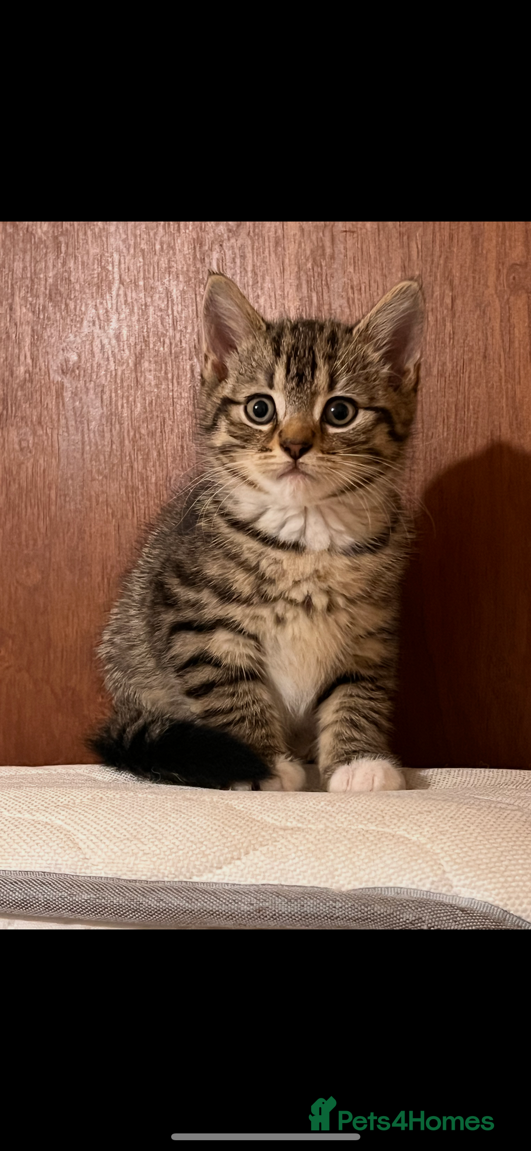 Domestic Shorthair cats for sale: Beautiful kittens - Advert 3