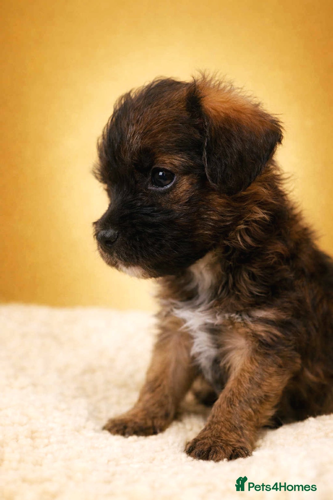 Border Terrier dogs for sale: Two Stunning Border Teddy Boys - Advert 6