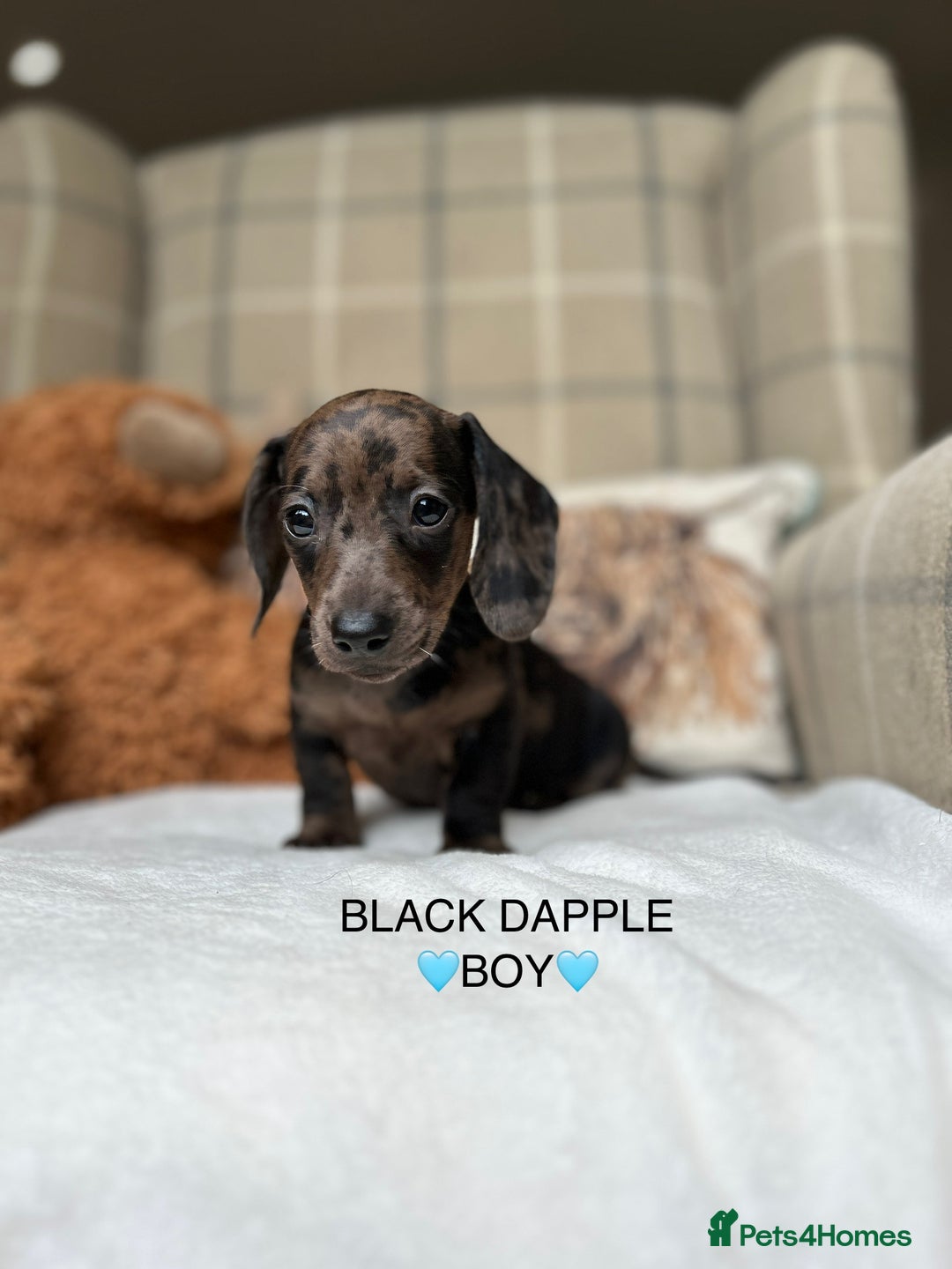 Miniature Dachshund dogs for sale: ❤️MINIATURE DACHSHUNDS❤️ - Image 4