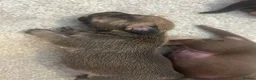 Jackshund dogs for sale: Jackshunds puppies  - Advert 21