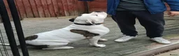 American Bulldog dogs for sale: Hawkeye needing a forever home  - Advert 5