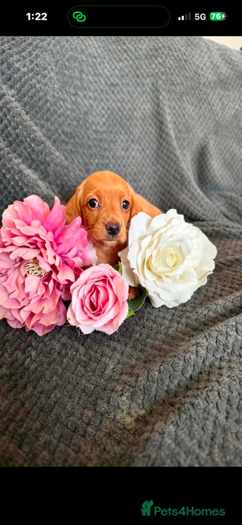 Miniature Dachshund dogs READYNOW Miniature daschund puppies - Advert 1