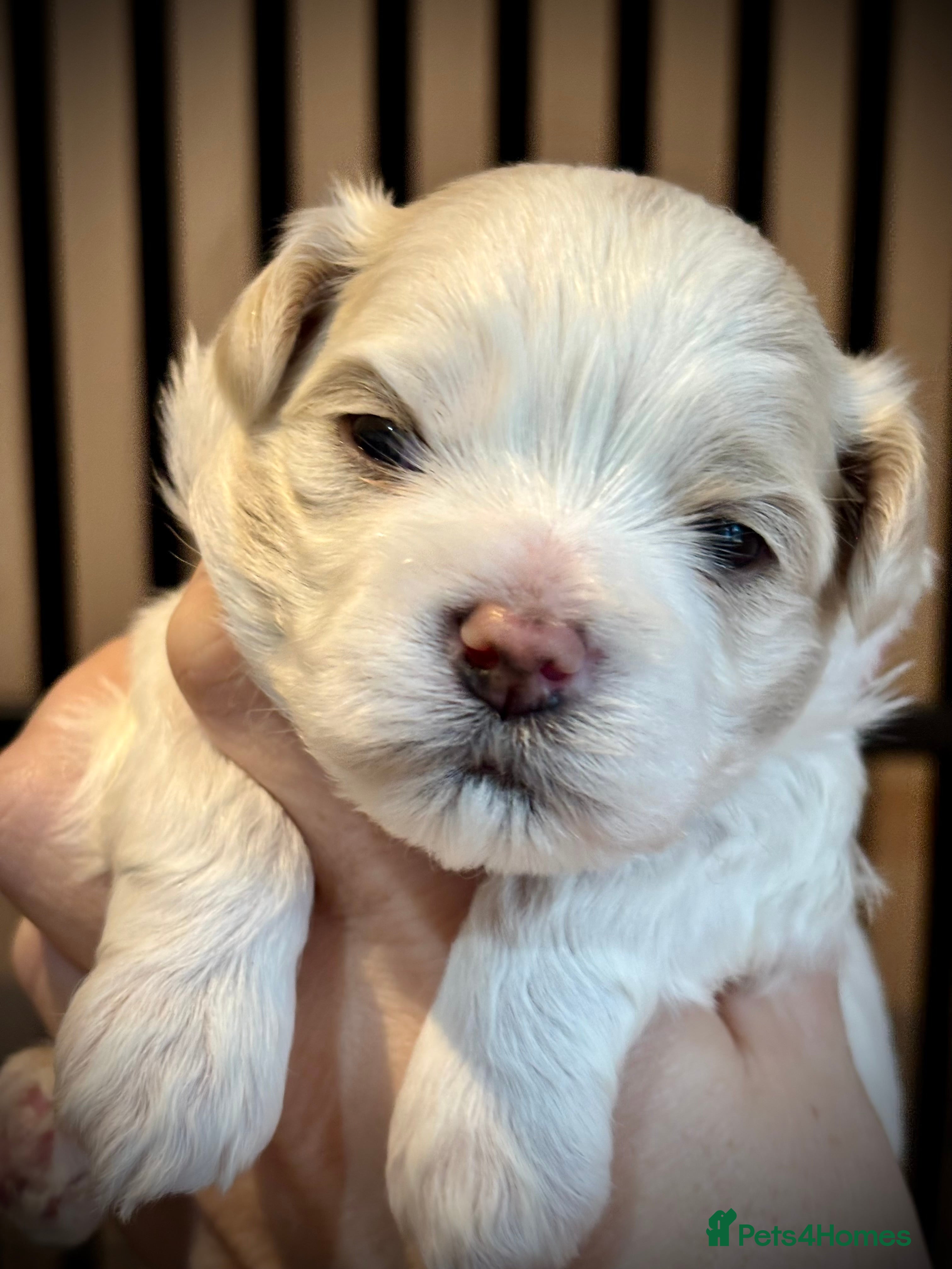 Maltipoo dogs 💙 Adorable white and apricot teddy boy 💙 - Advert 14