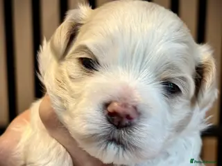 Maltipoo dogs 💙 Adorable white and apricot teddy boy 💙 - Advert 14