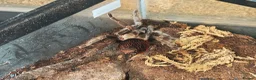 Tarantulas invertebrates for sale: tarantulas, Scorpions, Geckos,bugs and snails. - Advert 11