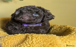 Cockapoo dogs for sale: Gorgeous Cockapoo puppies - Image 19