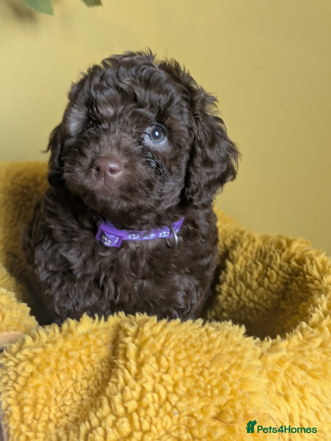 Cockapoo dogs for sale: Gorgeous Cockapoo puppies - Image 19