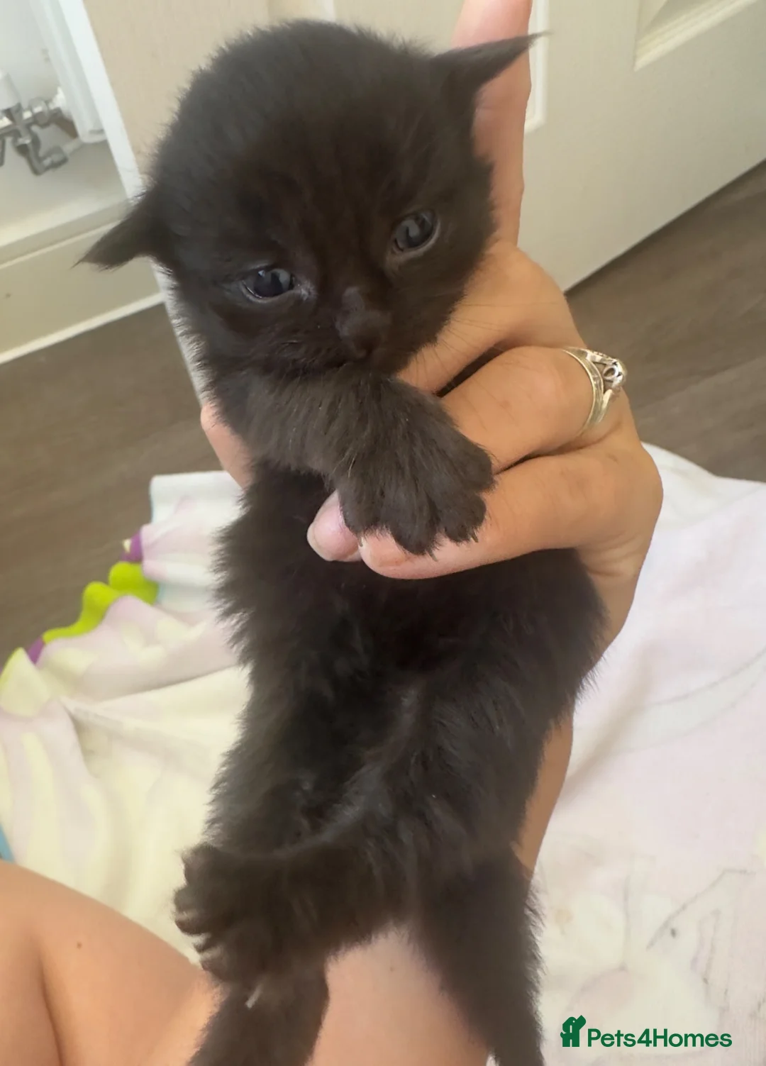Mixed Breed cats for sale: Kitten ready 4th September ! - Advert 2