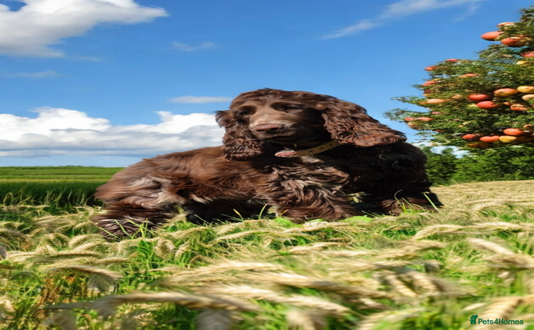 Cocker Spaniel dogs - Advert 1