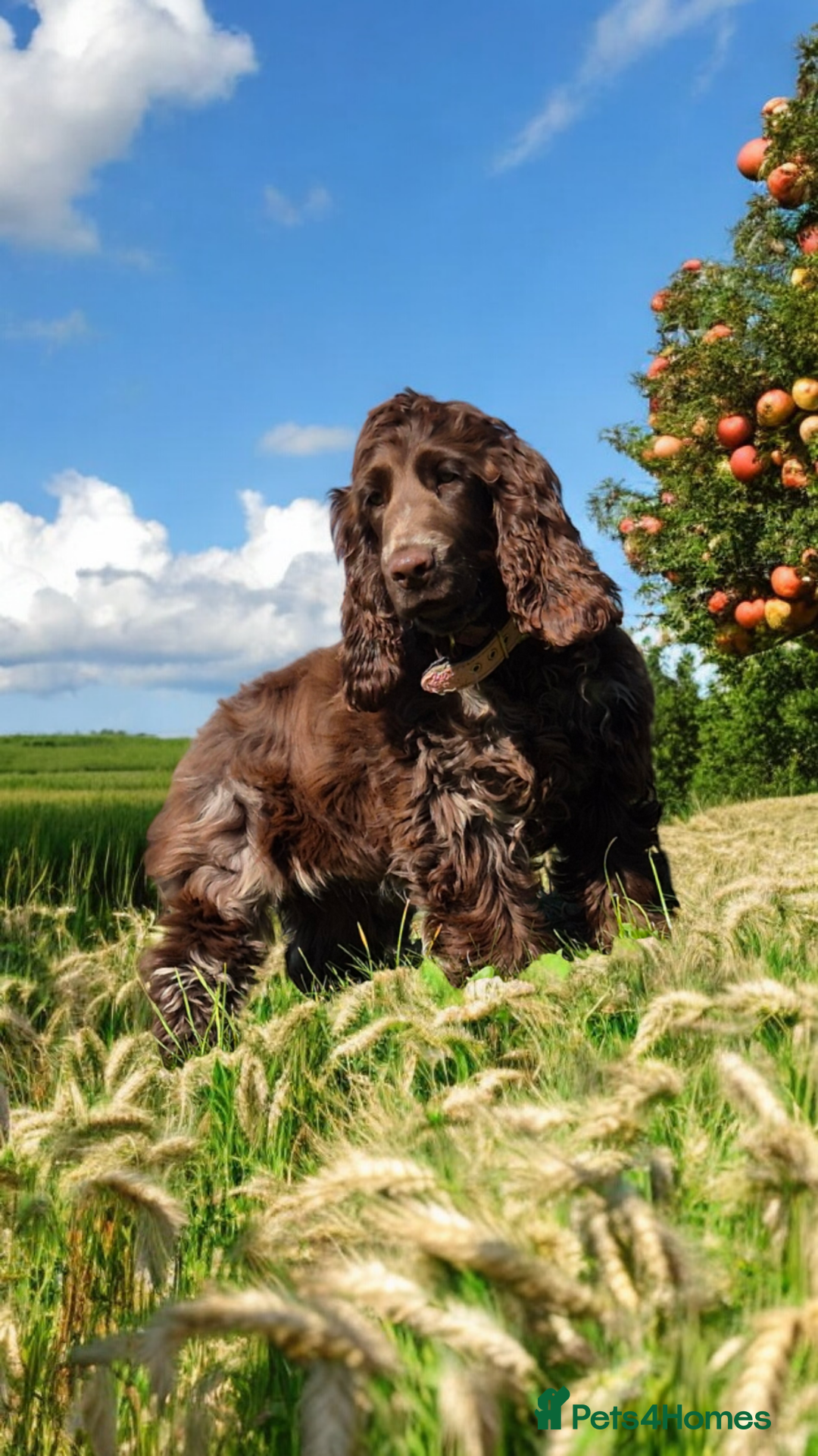 Cocker Spaniel dogs for sale: Show Cocker spaniel  - Image 1