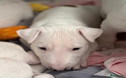 English Bull Terrier dogs for sale: *REDUCED* 1 male KC EBT pup left - Advert 10