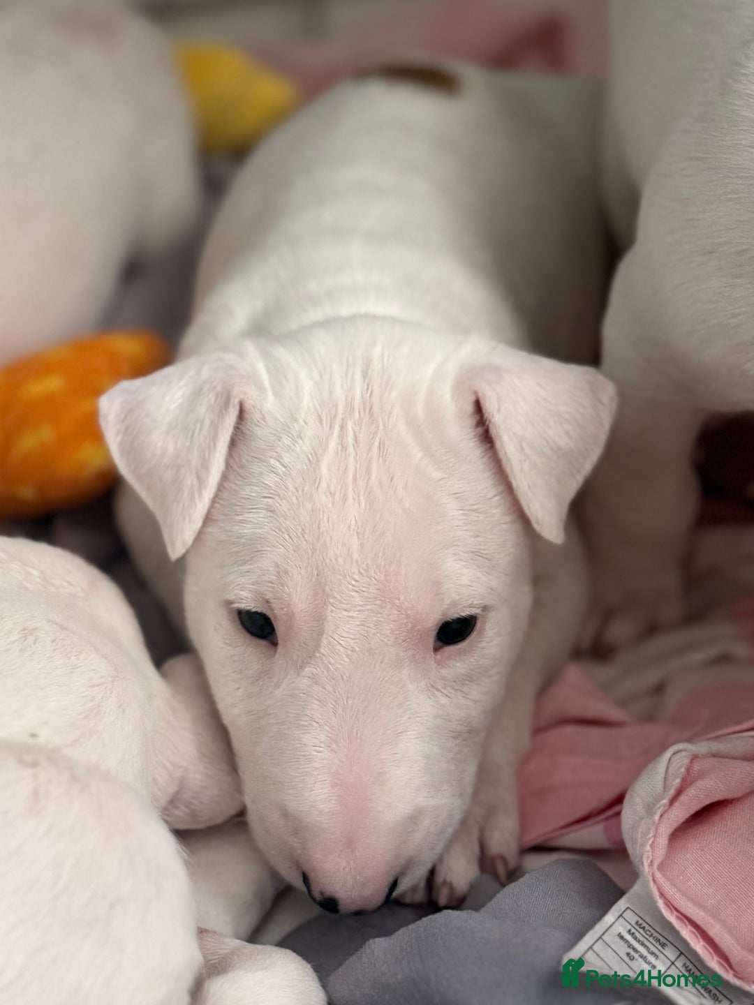 English Bull Terrier dogs for sale: *REDUCED* 1 male KC EBT pup left - Advert 10