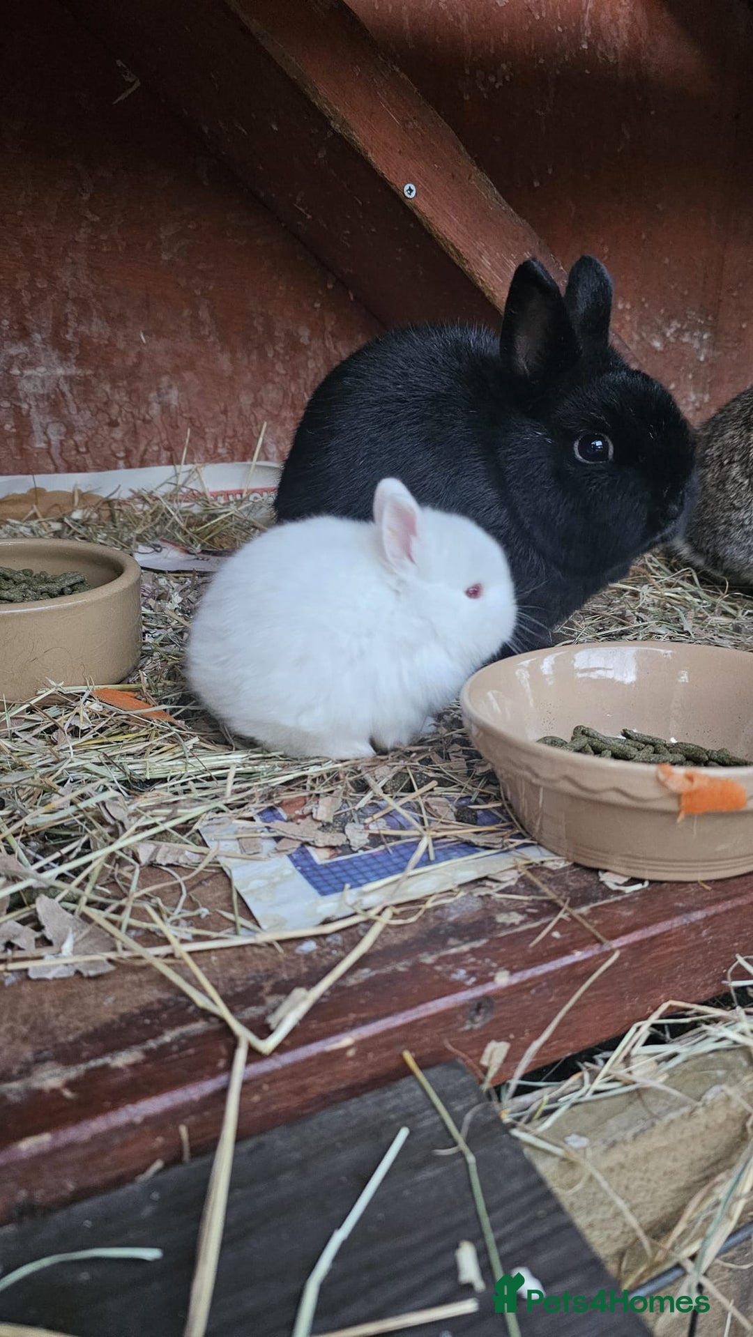 Netherland Dwarf rabbits for sale: Netherland Dwarf x3 - Advert 3