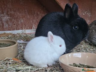 Netherland Dwarf rabbits Netherland Dwarf x1 - Advert 14