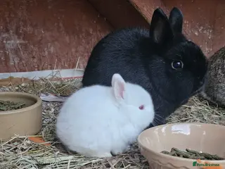 Netherland Dwarf rabbits Netherland Dwarf x1 - Advert 14