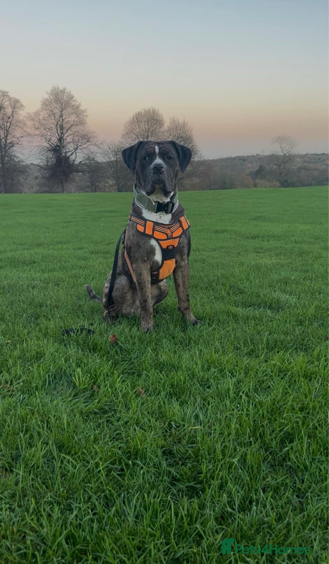 Mixed Breed dogs for sale: Rocco - Advert 2