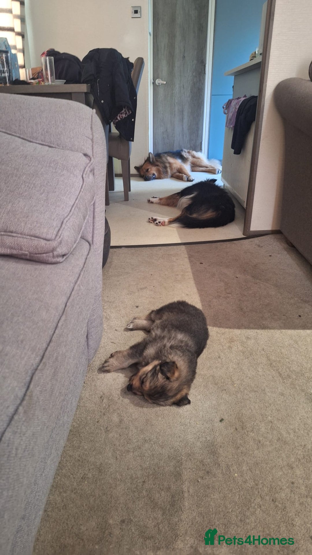 Mixed Breed dogs for sale: Shollie Pup - Advert 7