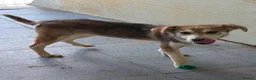 Mixed Breed dogs for adoption: Dino  - Advert 3