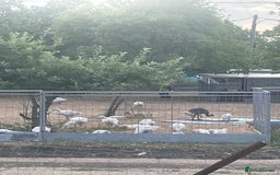 Geese poultry for sale: Embden goslings - Image 2