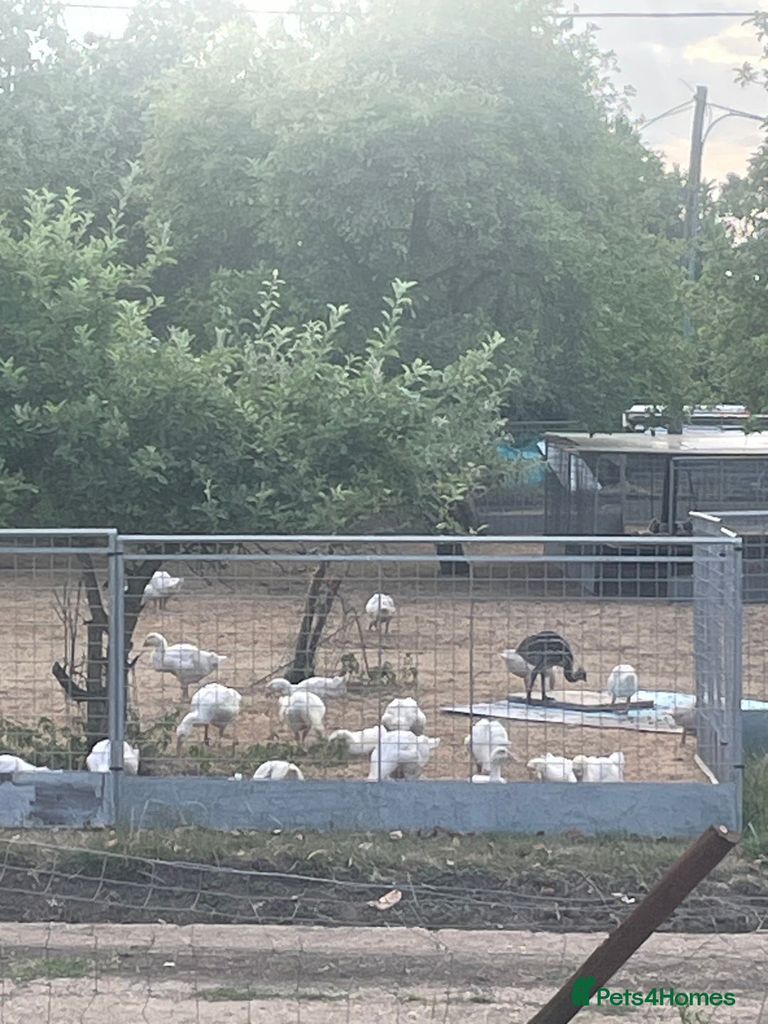 Geese poultry for sale: Embden goslings - Image 2