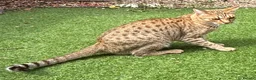 Ocicat cats for sale: Gorgeous Ocicat Fleur needs loving retirement home - Advert 5