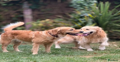 Golden Retriever dogs - Advert 6