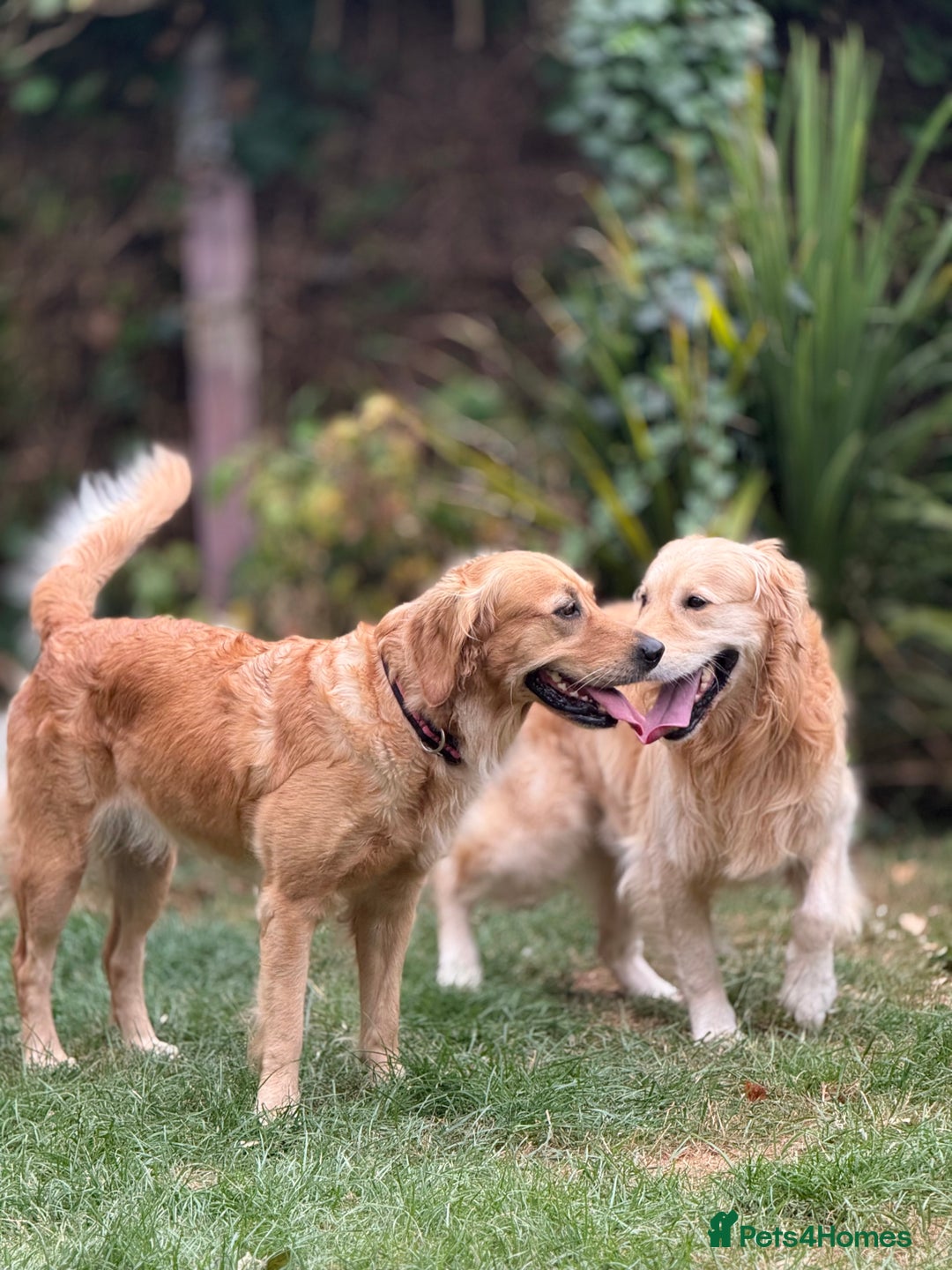 Golden Retriever dogs for sale: Beautiful Golden Retriever boys  - Image 3