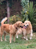 Golden Retriever dogs - Advert 4