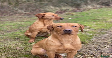 Labrador Retriever dogs - Advert 11
